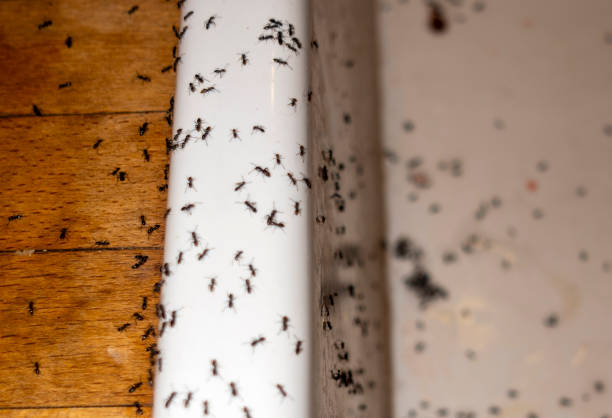 Best Best Pest Control Companies  in Batesville, IN